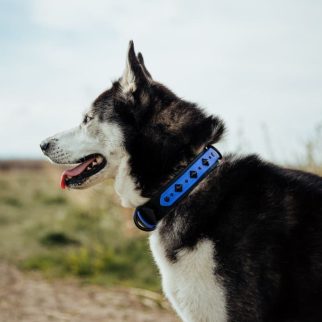 deomali-layered-1-5-studded-buckle-collar-biothane-dog-beach-waterproof-harbor-hound-370