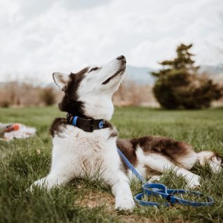 deomali-layered-1-5-studded-buckle-collar-biothane-dog-beach-waterproof-harbor-hound-697