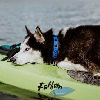 deomali-layered-1-5-studded-buckle-collar-biothane-dog-beach-waterproof-harbor-hound-892