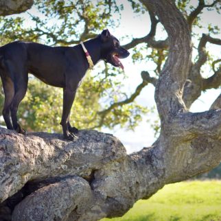 the-nantucket-rope-collar-beach-dog-druable-harbor-hound-co-collars-290