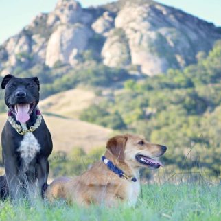 the-nantucket-rope-collar-beach-dog-druable-harbor-hound-co-collars-660